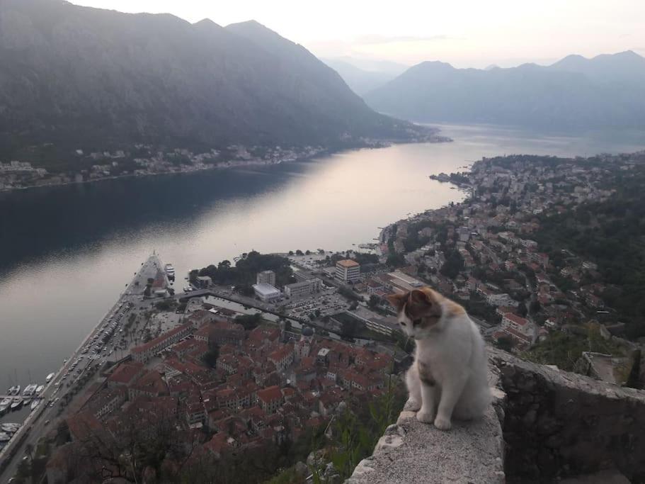 2Br Apartment With Pool Kotor Exteriör bild